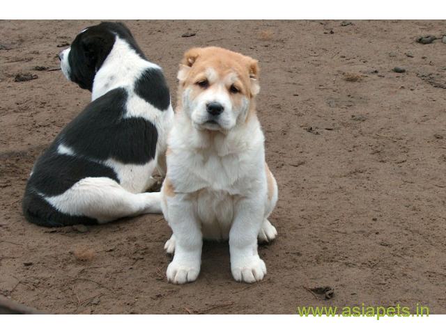 Alabai puppies for sale in Kanpur on best price asiapets
