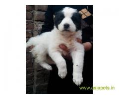Alabai puppies for sale in Mysore on best price asiapets