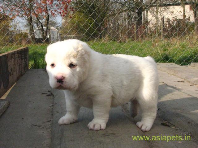 Alabai puppies for sale in Nashik on best price asiapets