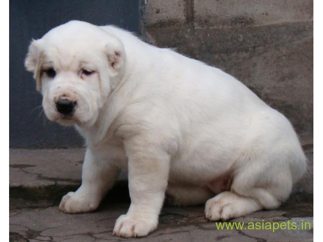 Alabai puppies for sale in Nagpur on best price asiapets