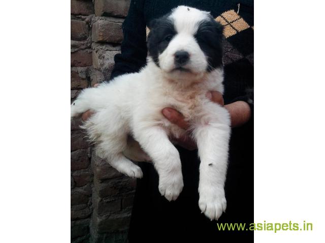Alabai puppies for sale in Rajkot on best price asiapets