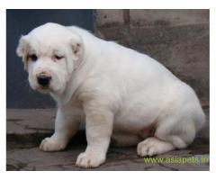 Alabai puppies for sale in Vizag on best price asiapets