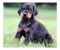 doberman puppies for sale in Agra on best price asiapets