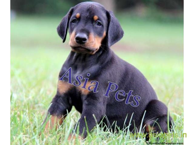 doberman puppies for sale in Guwahati on best price asiapets
