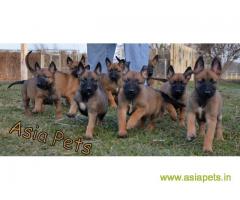 Belgian malinois puppies for sale in Agra on best price asiapets