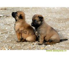 Belgian malinois puppies for sale in Ahmedabad on best price asiapets