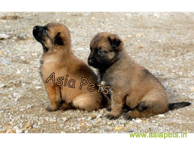Belgian malinois puppies for sale in Chandigarh on best price asiapets