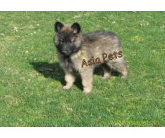Belgian malinois puppies for sale in Chennai on best price asiapets