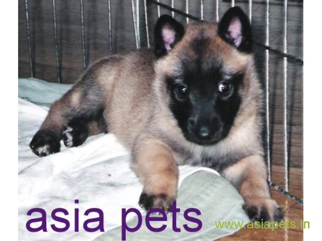 Belgian malinois puppies for sale in Coimbatore on best price asiapets