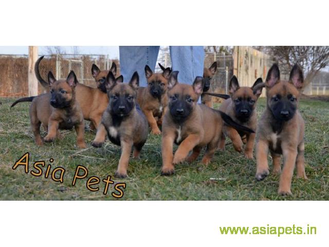 Belgian malinois puppies for sale in kochi on best price asiapets
