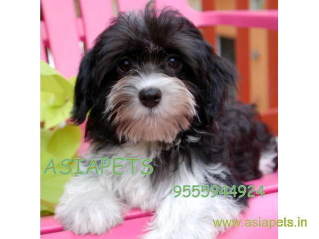 Havanese puppies for sale in Bangalore on best price asiapets