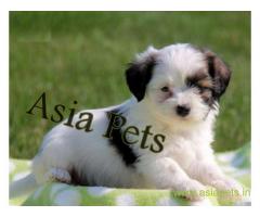 Havanese puppies for sale in Delhi on best price asiapets