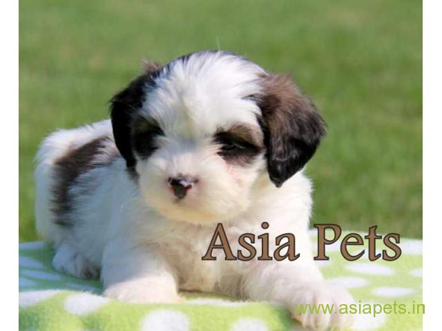 Havanese puppies for sale in Ghaziabad on best price asiapets
