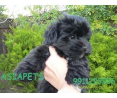 Havanese puppies for sale in Jaipur on best price asiapets