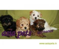 Havanese puppies for sale in kochi on best price asiapets