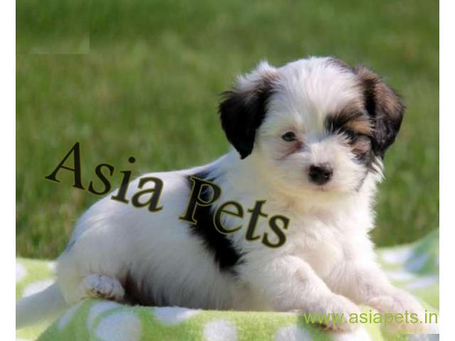 Havanese puppies for sale in Kolkata on best price asiapets