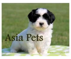 Havanese puppies for sale in Mumbai on best price asiapets