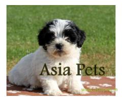 Havanese puppies for sale in Navi Mumbai on best price asiapets
