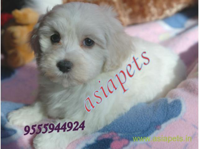 Havanese puppies for sale in Noida on best price asiapets
