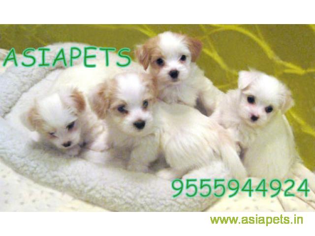 Havanese puppies for sale in Pune on best price asiapets