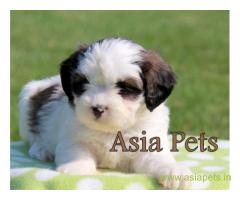 Havanese puppies for sale in Vizag on best price asiapets