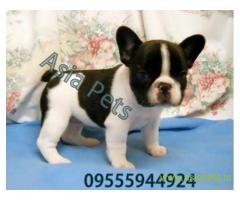 French bulldog pups for sale in Agra on French bulldog Breeders