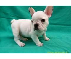 French bulldog pups for sale in Ahmedabad on French bulldog Breeders
