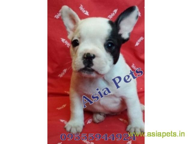 French bulldog pups for sale in Ranchi on French bulldog Breeders