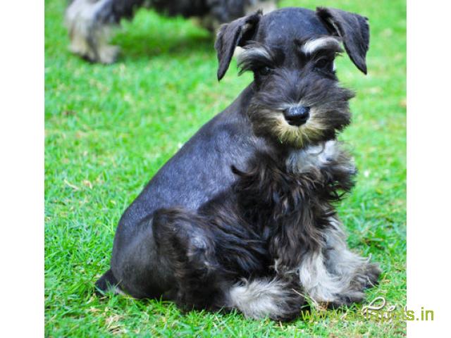Schnauzer pups for sale in Ahmedabad on Schnauzer Breeders