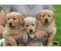Golden Retriever pups for sale in Kolkata on Golden Retriever Breeders