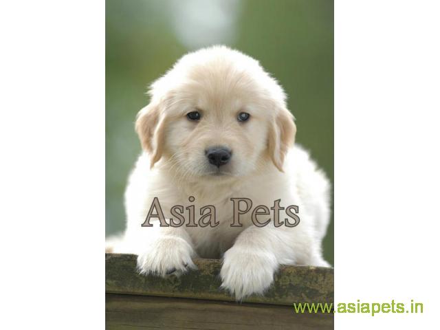 Golden Retriever pups for sale in Nagpur on Golden Retriever Breeders
