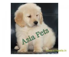 Golden Retriever pups for sale in Rajkot on Golden Retriever Breeders