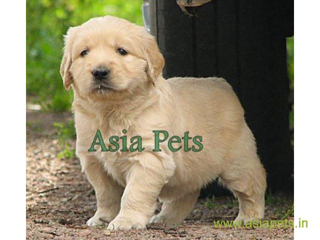 Golden Retriever pups for sale in Surat on Golden Retriever Breeders