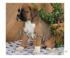 Boxer  Puppies for sale good price in delhi