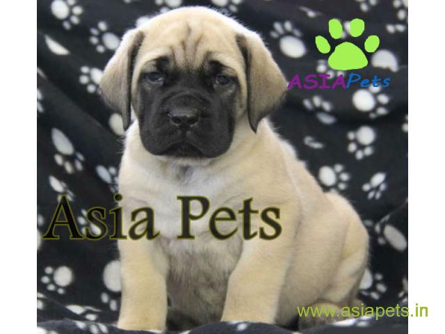 English Mastiff  Puppies for sale good price in delhi