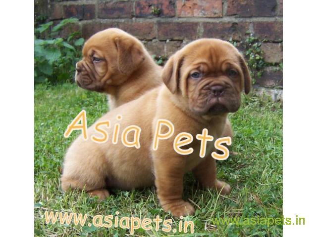French Mastiff  Puppies for sale good price in delhi