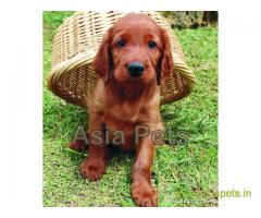 Irish setter  Puppies for sale good price in delhi