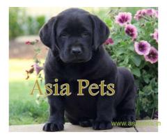 Labrador  Puppies for sale good price in delhi