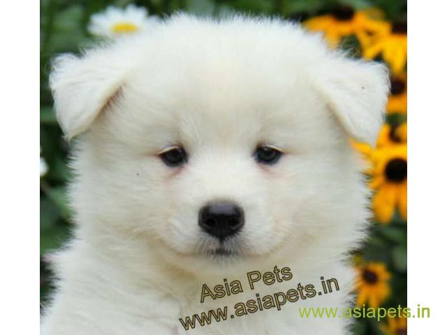 Samoyed  Puppies for sale good price in delhi