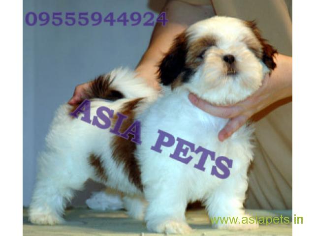 Shih tzu  Puppies for sale good price in delhi