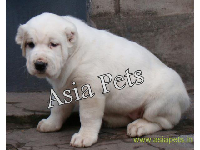 Alabai  Puppy for sale good price in delhi