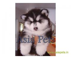 Alaskan malamute  Puppy for sale good price in delhi