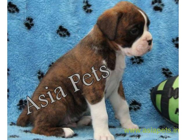 Boxer Puppy for sale good price in delhi