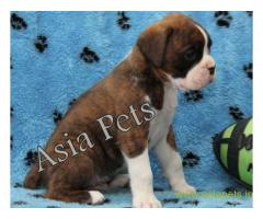 Boxer  Puppy for sale good price in delhi