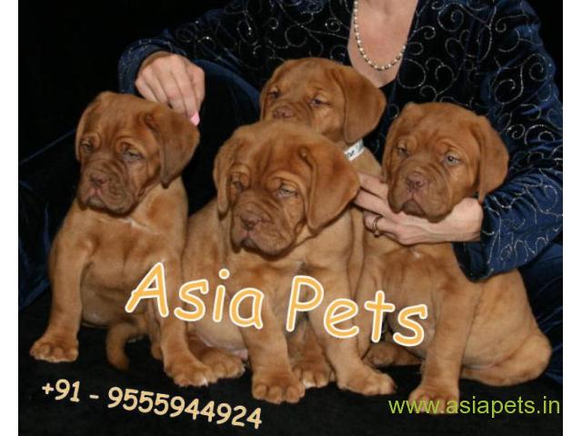 French Mastiff  Puppy for sale good price in delhi
