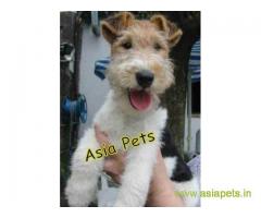 Fox Terrier  Puppy for sale good price in delhi