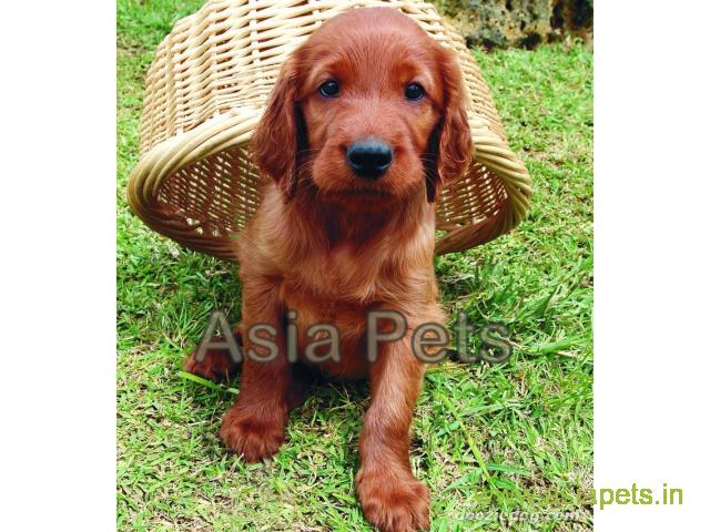 Irish setter  Puppy for sale good price in delhi