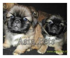 Lhasa apso  Puppy for sale good price in delhi