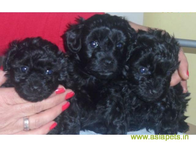 Poodle  Puppy for sale good price in delhi