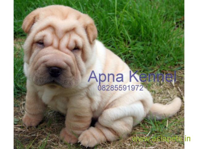 Shar pei  Puppy for sale good price in delhi
